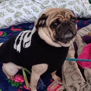 Wool! Hand Wash. No pulls. Ask for measurements🐶🐕